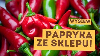 Wysiew papryki ze świeżych nasion Jak siać paprykę ze sklepu na ostatnią chwilę [upl. by Leehar487]