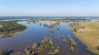 Hochwasser an der Oder  Lage in Frankfurt und Lebus [upl. by Haakon]