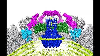 Structure of a herpesvirus [upl. by Hanser]