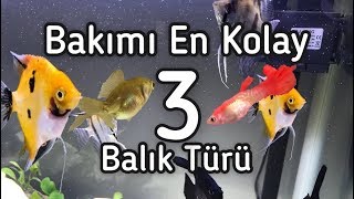 Bakımı Kolay Balıklar YENİ BAŞLAYANLAR İÇİN [upl. by Repard]