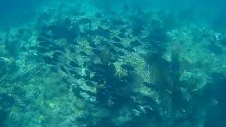 A School of Surgeonfish at Looe Key Reef [upl. by Kred760]