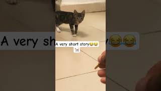 MANY WAYS TO LURE THEM OUT🤣😂cat shorts cute animals [upl. by Odravde]