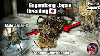 Gagambang Japan BreedingAraneus VentricosusMakabuo kaya sila🤔 [upl. by Ezaria]