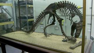 Inside the Collections Paleontology and the Big Bone Room [upl. by Leckie]