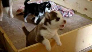 Husky puppy caught howling [upl. by Xuaeb]