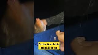 strike ikan bibir seksi 5 kilo up shorts [upl. by Arrat]