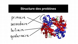 Structure des Protéines primaire secondaire tertiaire quaternaire  Biochimie [upl. by Ailimaj]