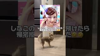 しなこの家に愛犬連れて行ったら帰宅拒否されましたwwww tiktok shorts [upl. by Nylessoj305]