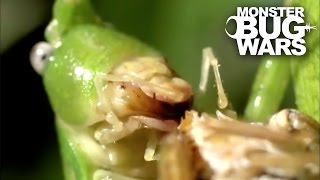 Destructive Katydid Vs Tent Spider  MONSTER BUG WARS [upl. by Gaut197]