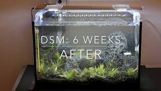 DSM 6 weeks after [upl. by Budworth]