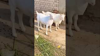 Ek Mhahine Mein Khasi Ka Wajan Bhadhaye trending viral farming goatfarming Bakra animals ￼ [upl. by Legnaleugim51]