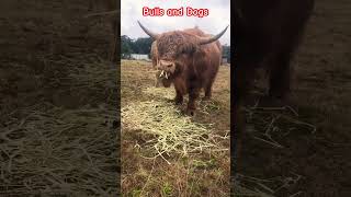 Highlands and caboodles song bull cavoodle cutedog funnydogs highlandcattle [upl. by Ayanad]