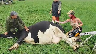 Revolutionary Farming Practices Advanced Tech for Straw Stacking Milking Silage Holstein Cows amp [upl. by Nireves]