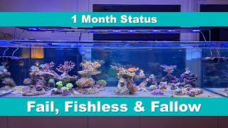 32  1 Months Status 15th Reef Build Fail Fishless amp Fallow [upl. by Tloh]