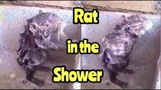 World Famous Rat Taking a Shower Like a Human [upl. by Walton]