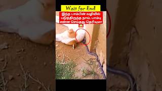 பாம்பின் வழியில் படுத்திருந்த நாய் என்ன செய்தது பாம்பு தெரியுமா snake dog fighting wildlife [upl. by Hnahym]