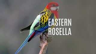 The Colorful Lives of Eastern Rosella Birds [upl. by Buskus]