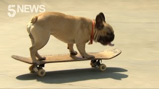 Eric the Skateboarding French Bulldog  5 News [upl. by Gunthar]