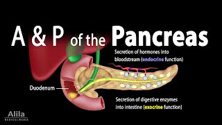 Anatomy and Physiology of the Pancreas Animation [upl. by Nilam]