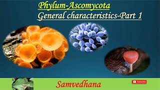 PhylumAscomycota General characteristics [upl. by Rusell]