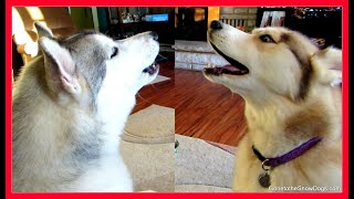 HOWLING HUSKIES on the Vlog Channel [upl. by Aela]