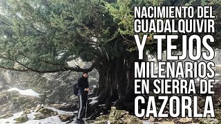 Nacimiento del río GUADALQUIVIR y los TEJOS MILENARIOS ❗Conozco el ÁRBOL 🌲 más anciano de EUROPA❗ [upl. by Noiek]