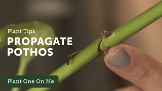 How to Propagate Pothos Epipremnum aureum — Ep 109 [upl. by Ecille145]