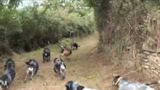 Les Grands Bassets Bleus du Pont des Granges 38 dans la voie du Lièvre  Le 5 octobre 2014 [upl. by Neda]