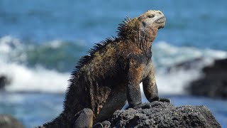 Wildlife of the Galápagos Islands [upl. by Avilys977]