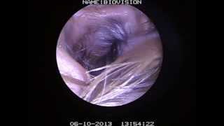 VIDEO OTOSCOPY OF A CANINE EAR CANAL [upl. by Aekerly]