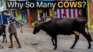 Why Are There So Many Cows in India [upl. by Bradman]