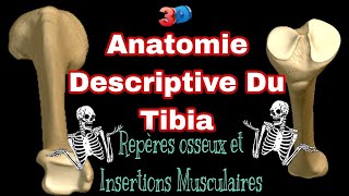 Anatomie descriptive du tibia animé en 3D repères osseux et insertions musculaires [upl. by Teraj]