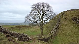 Hadrians Wall and the Sycamore Gap Walk English Countryside 4K [upl. by Adyaj]