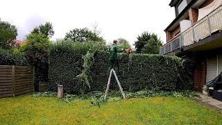 Privet Hedge Trimming [upl. by Jacy]