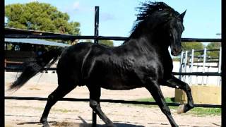 SARGENTO caballo pre Yeguada Nieto andalusian horse [upl. by Leasia384]