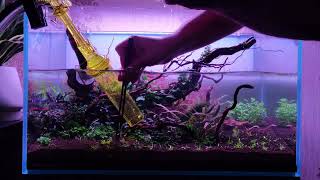 Water change 60p aquascape [upl. by Inal952]