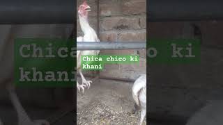 Chica chico best storyyoitubeshorts viralrooster fypシ゚viral rooster teeth shutting down [upl. by Foster673]