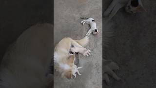 kitten teasing dog puppies cute pets dog cat [upl. by Htidirrem]