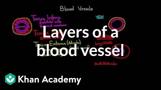 Layers of a blood vessel  Circulatory system physiology  NCLEXRN  Khan Academy [upl. by Erie219]