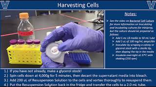 Miniprep  Plasmid DNA Isolation [upl. by Hermie591]