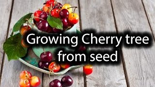 Starting Cherry tree from seed Simple Easy Fast way ever [upl. by Lavotsirc]