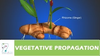 VEGETATIVE PROPAGATION [upl. by Chantalle]