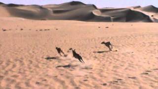 Desert hunting by saluki 9 [upl. by Tonneson64]