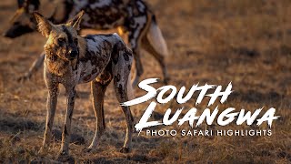 ZAMBIA PHOTO SAFARI HIGHLIGHTS  South Luangwa 2022 4K [upl. by Ainsley498]