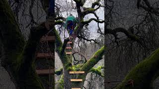 Climbing to the top of this tree web treenet treeweb soacenet treehouse paracord [upl. by Idnak]