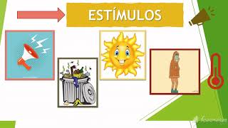 Reacción a estímulos [upl. by Asiulairam]