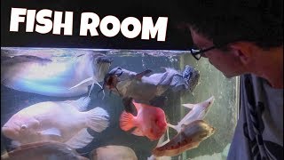 HUGE EXOTIC FISH ROOM TOUR FEEDING [upl. by Aser]