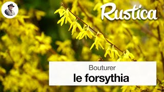 Bouturer le forsythia [upl. by Parthena149]