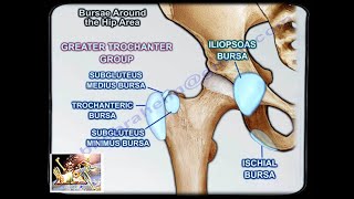 Bursae Around The Hip Area  Everything You Need To Know  Dr Nabil Ebraheim [upl. by Yreneh121]