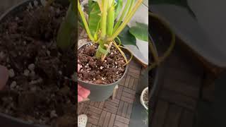 philodendron burle marx variegata محمية صديق البيئة [upl. by Pulcheria]